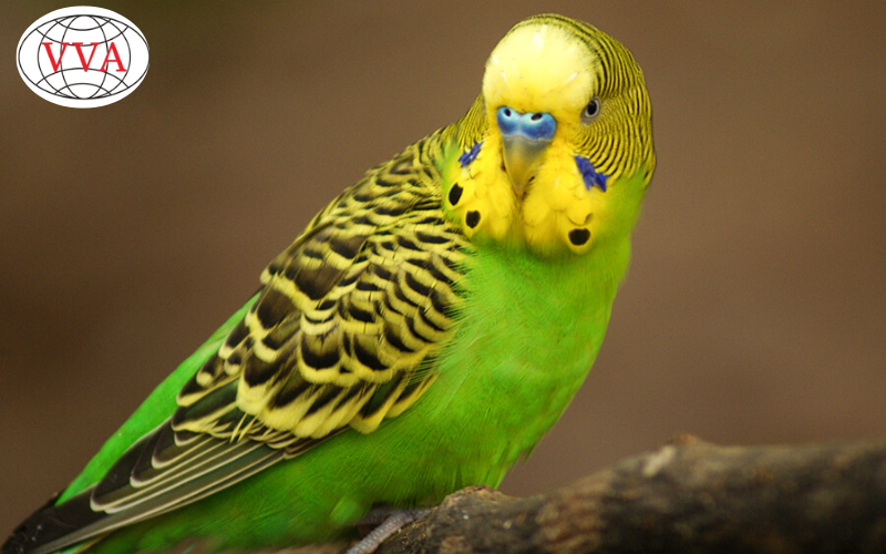 Cách Chăm Sóc Chim Yến Phụng Từ A-Z Năm 2025: Hướng Dẫn Chi Tiết Nhất Cho Người Mới